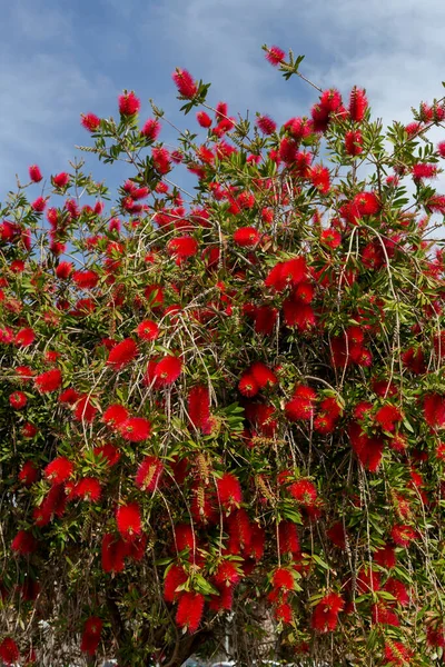 Яркое Растение Красными Цветами Растет Расцветает Крупным Планом Солнечный Весенний — стоковое фото