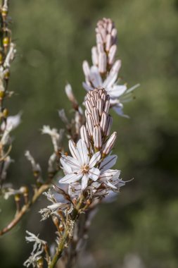 Yunan florası. Yumuşak, çiçek açan, tıbbi, zehirli bitki (Drimia maritima) güneşli bir bahar gününde dağlarda yetişir.