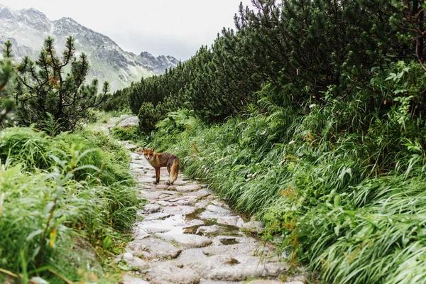 Schöner Fuchs Unterwegs Der Nähe Eines Sees Den Bergen — Stockfoto