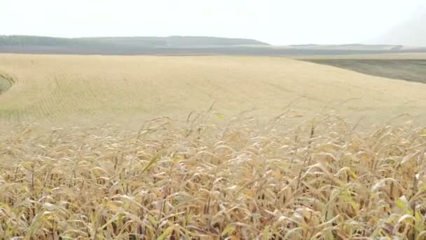 Campos de maíz maduros en 4K — Vídeo de stock