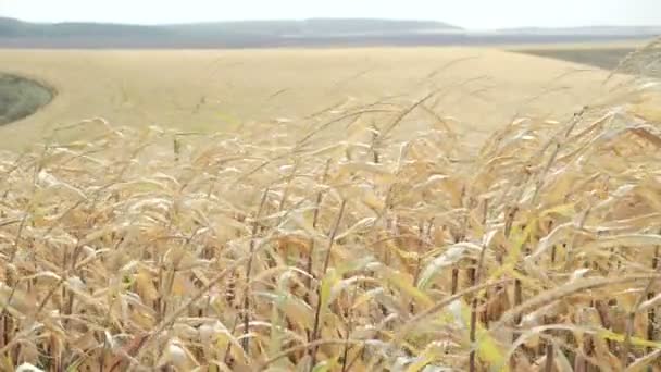 Ветер дует и двигает спелые кукурузные листья в 4K — стоковое видео