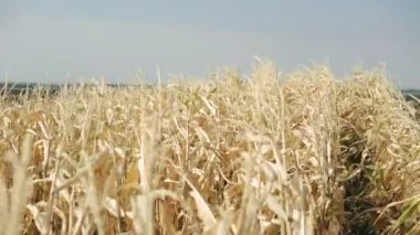 Olgun Mısır gökyüzü arka planda 4 k gelen Rüzgar devam