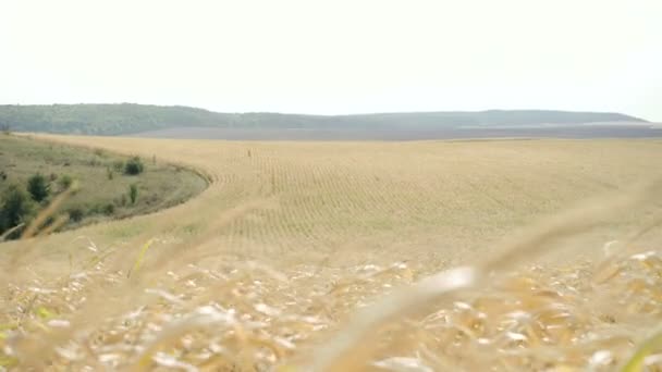 Reife Maisfelder an windigen Tagen in 4k — Stockvideo