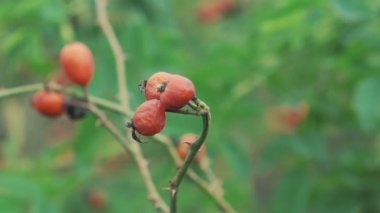 Köpek-çilek twigs kadar kapatın