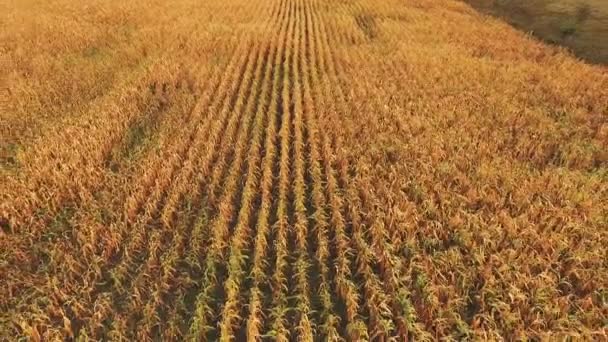 Vista aérea del fondo del campo de maíz maduro — Vídeos de Stock