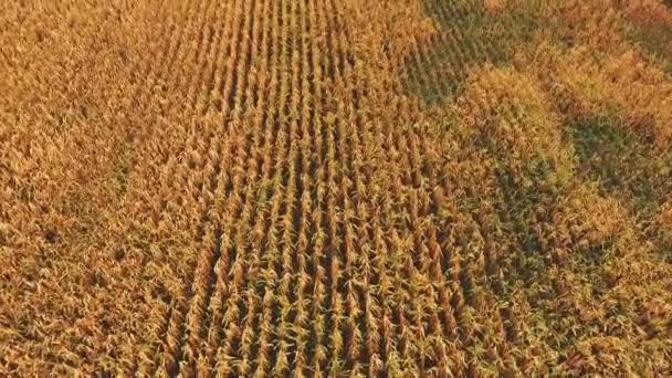 Αεροφωτογραφία του golden ώριμο καλαμπόκι τομέα φόντο — Αρχείο Βίντεο
