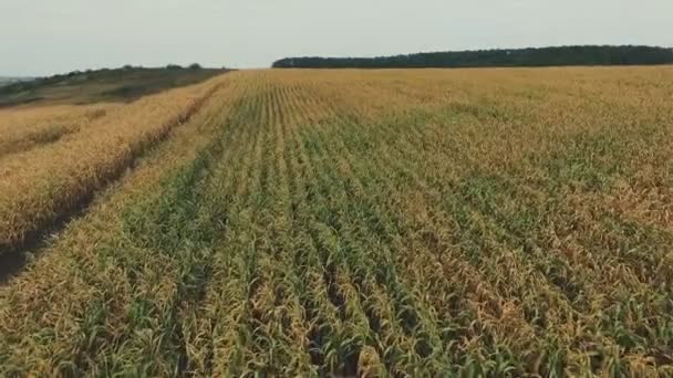 Vista aérea de tallos de maíz verde — Vídeos de Stock