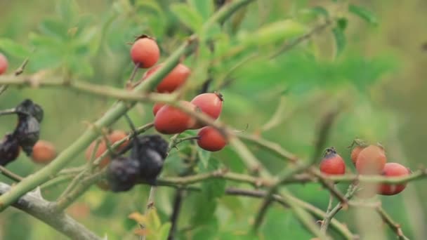 Rote und schwarze Beerensträucher auf den Feldern — Stockvideo