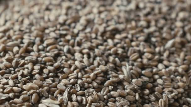 金小麦籽粒的背景 — 图库视频影像