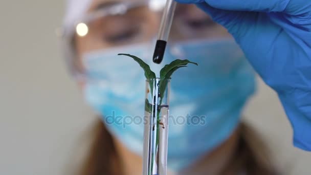 Cientista feminina analisando planta em tubo de ensaio — Vídeo de Stock