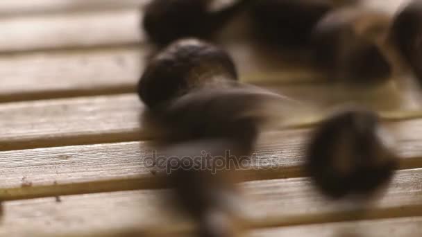 Macro granos de café tostados cayendo en la parte superior de madera. Despacio. — Vídeo de stock