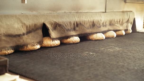 Zubereitung von Laiben Weizenbrot auf dem Band in der Bäckerei 4k — Stockvideo