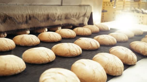 Preparing loafs of wheat bread on conveyer in bakery 4K — Stock Video