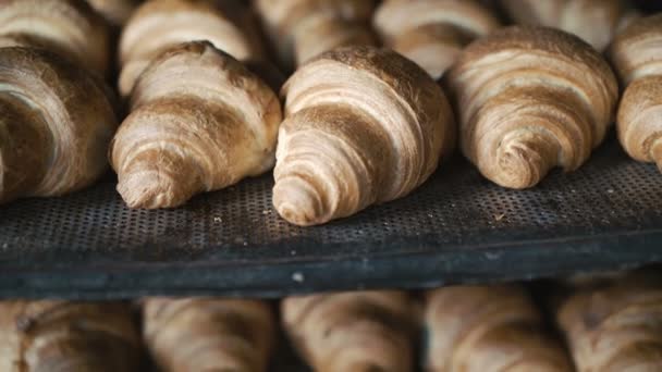 Rouleaux de croissant de cuisson dans le four en 4K — Video