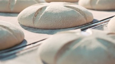 breadroll fırında pişirme