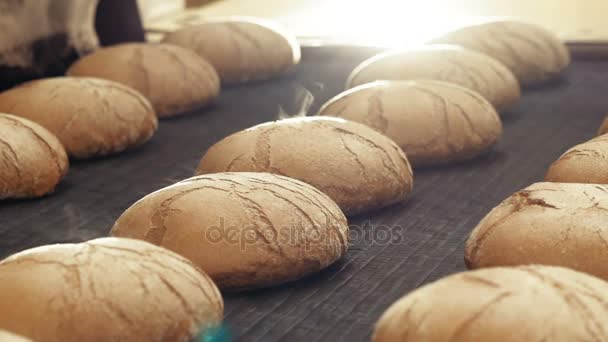 Voorbereiding loafs tarwe brood op conveyer in bakkerij — Stockvideo