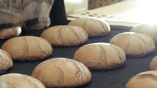 Voorbereiding loafs tarwe brood op conveyer in bakkerij — Stockvideo