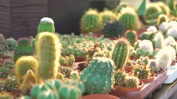 De nombreux types de cactus dans la maison de jardin 4K — Video