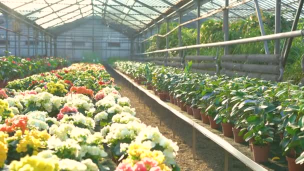 Viele Arten von Blumen im Gartenhaus 4k — Stockvideo