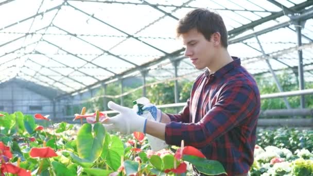 Jardinero rociando flores en el jardín 4K — Vídeos de Stock