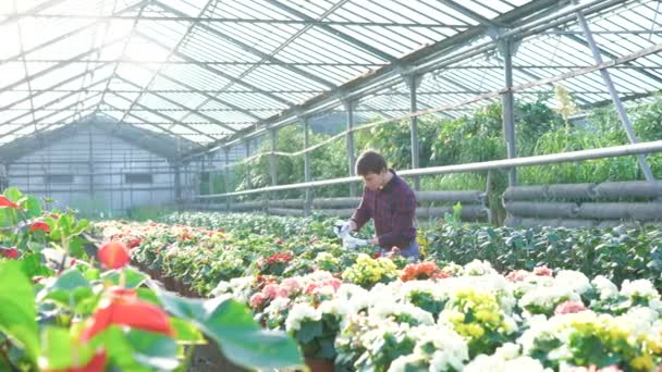 Tuinman behandeling van bloemen in tuinhuis 4k — Stockvideo