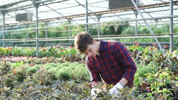 Jardinero examinando flores en el jardín 4K — Vídeos de Stock