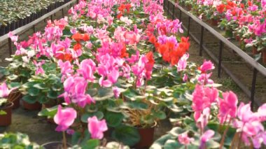 Gardenhouse 4 k çiçek dolu yakın çekim