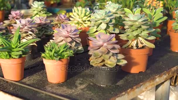 Muchos tipos de cactus en casa de jardín 4K — Vídeo de stock