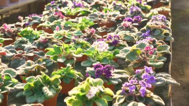 Arka planını gardenhouse 4k Çiçeklik