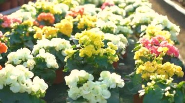 Pek çok gardenhouse 4k çiçeklenir