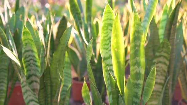 Hintergrund grüner Blumentöpfe im Gartenhaus 4k — Stockvideo