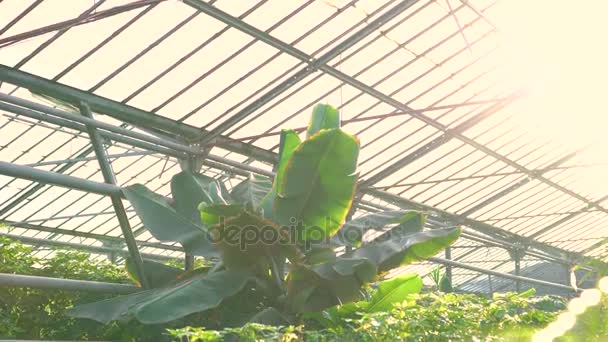 Árbol de plátano en casa de jardín 4K — Vídeos de Stock