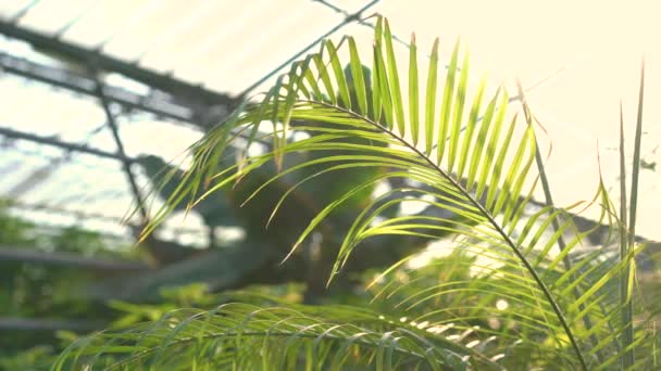 Palmera en jardinería 4K — Vídeos de Stock