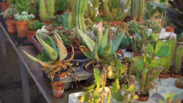 Vele soorten cactussen in tuinhuis 4k — Stockvideo