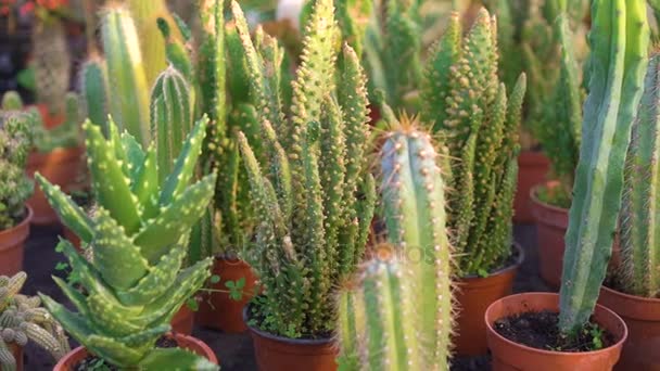 Vele soorten cactussen in tuinhuis 4k — Stockvideo