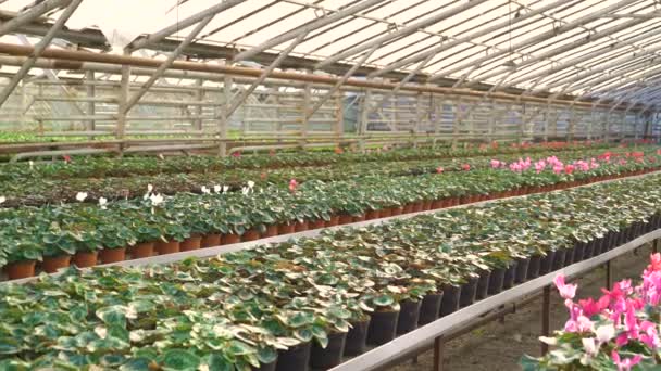 Wygląd gardenhouse kwiaty 4k — Wideo stockowe