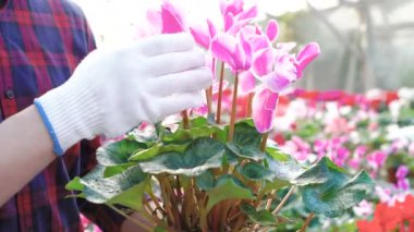 Saksı gardenhouse 4 k içinde inceleyerek bahçıvan kapatın