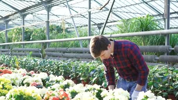 Trädgårdsmästare att undersöka blommor i Gårdshuset 4k — Stockvideo