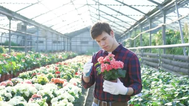 Tuinman behandeling van bloemen in tuinhuis 4k — Stockvideo