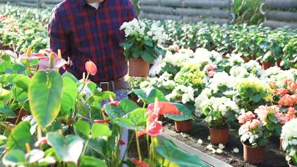 Tuinman behandeling van bloemen in tuinhuis 4k — Stockvideo