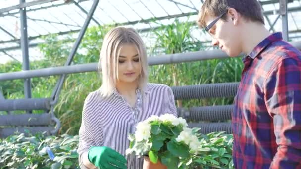 Jardiniers vérifiant les pots de fleurs dans la maison de jardin 4K — Video