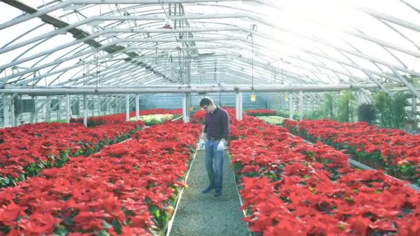 Gardenhouse 4 k kırmızı Çiçeklik inceleyerek bahçıvan — Stok video