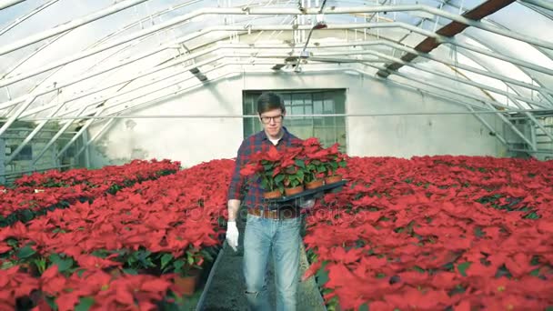 Jardineiro feliz indo para a câmera, segurando flores vermelhas e sorrindo 4K — Vídeo de Stock