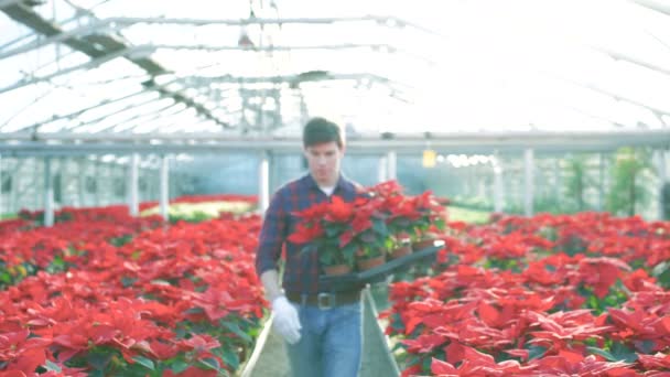 Kamera için gidiş, kırmızı çiçekler holding ve 4 k gülümseyen mutlu bahçıvan — Stok video