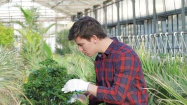 Bahçıvan muayene fide gardenhouse içinde