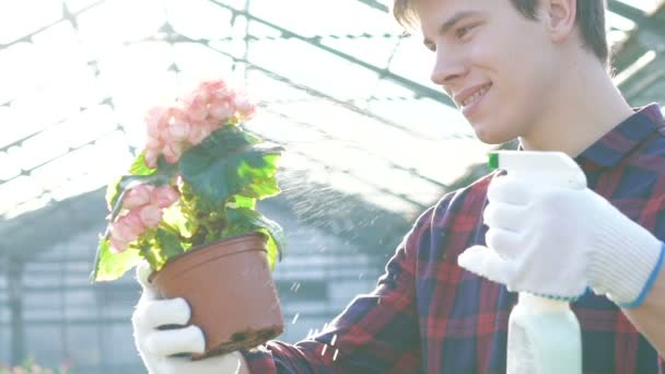 Gardenhouse で植木鉢を噴霧、ハンサムな庭師。ゆっくりと — ストック動画