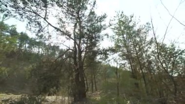 Güzel bahar orman ve tepeler