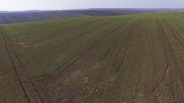 Traktör hava görüntülerini kolza tohumu alan kimyasal madde 4 k ile sprinkles