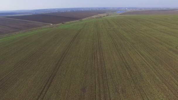 Luftaufnahmen von Traktor bestreut Rapsfeld mit Chemikalien in 4k — Stockvideo