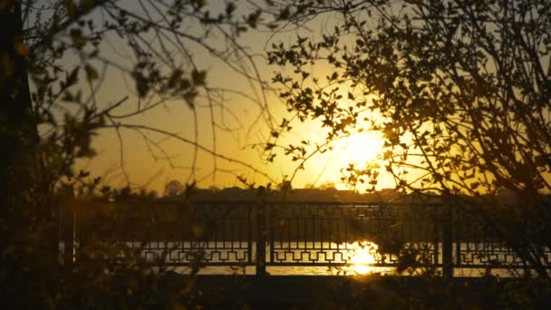 Фіксований вигляд заходу сонця і перехожих через гілки дерева в 4K — стокове відео